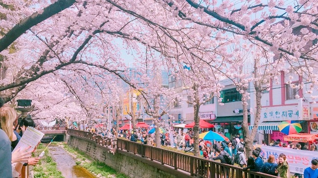 spot-cherry-blossom-korea