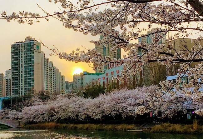 spot-cherry-blossom-korea