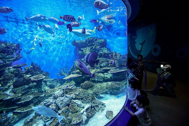 aquarium korea