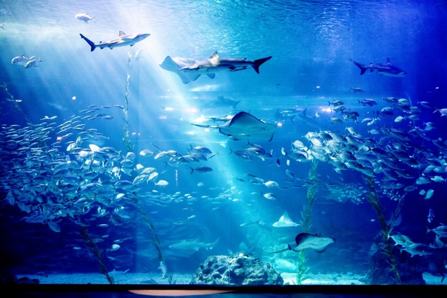 aquarium korea